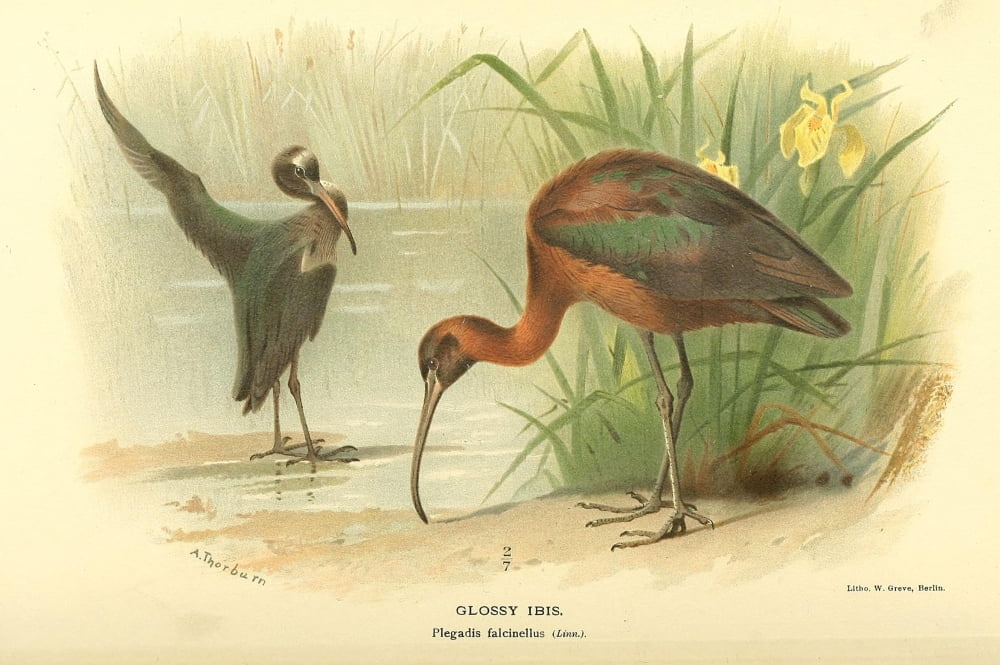 Birds of the British Islands 1885 Ibis Glossy Canvas Art - Archibald Thorburn (18 x 24)