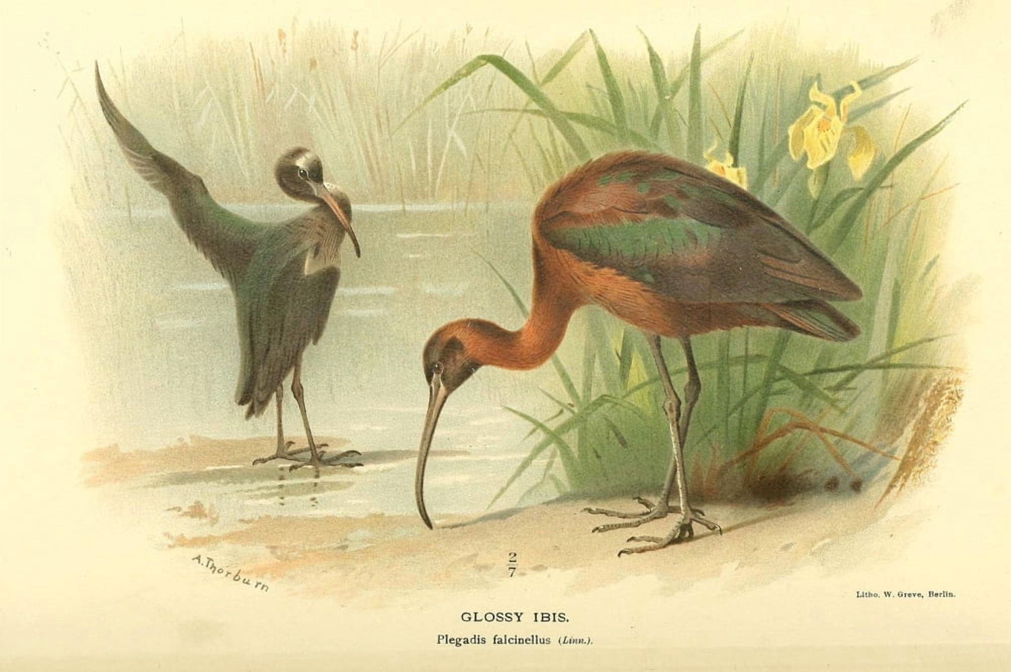 Birds of the British Islands 1885 Ibis Glossy Canvas Art - Archibald Thorburn (24 x 36)