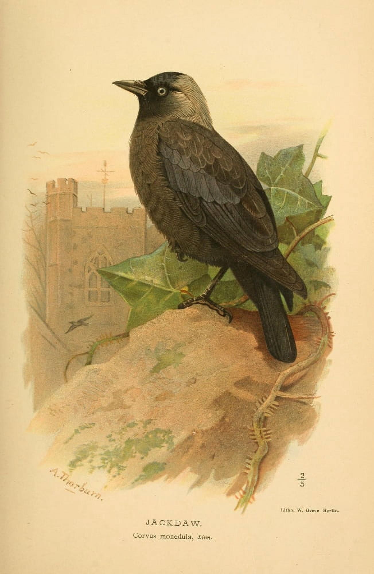 Birds of the British Islands 1885 Jackdaw Canvas Art - Archibald Thorburn (18 x 24)