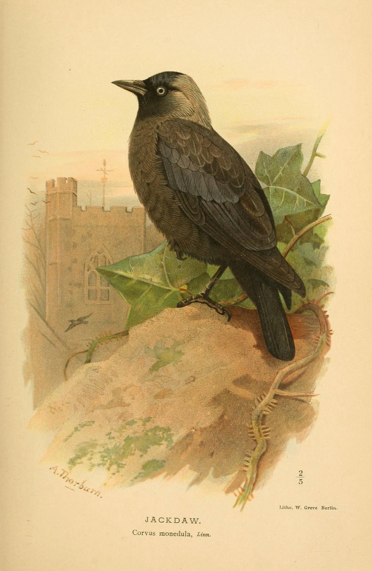 Birds of the British Islands 1885 Jackdaw Canvas Art - Archibald Thorburn (24 x 36)