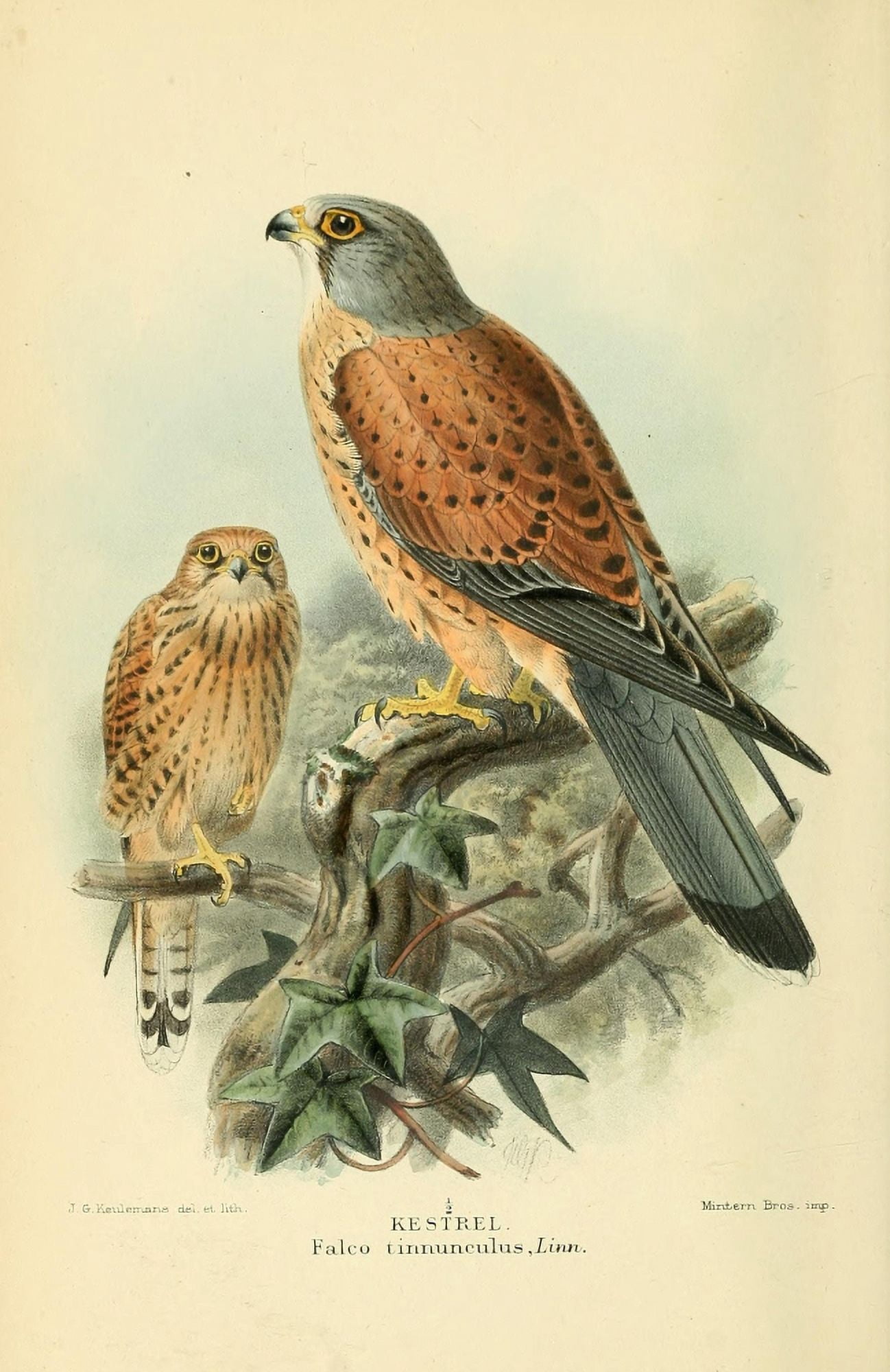 Birds of the British Islands 1885 Kestrel Canvas Art - John G Keulemans (24 x 36)