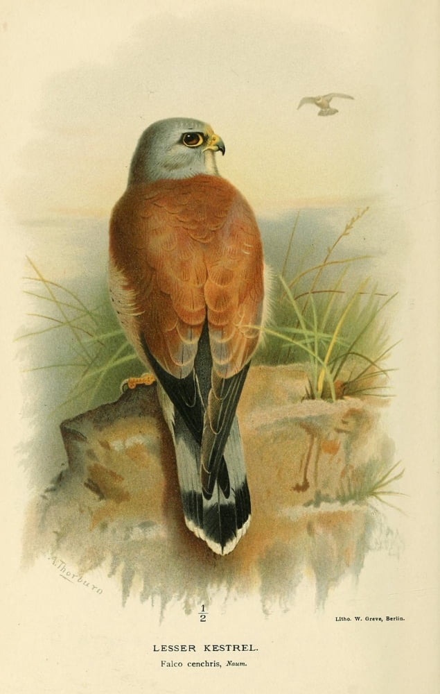Birds of the British Islands 1885 Kestrel Lesser Canvas Art - Archibald Thorburn (18 x 24)