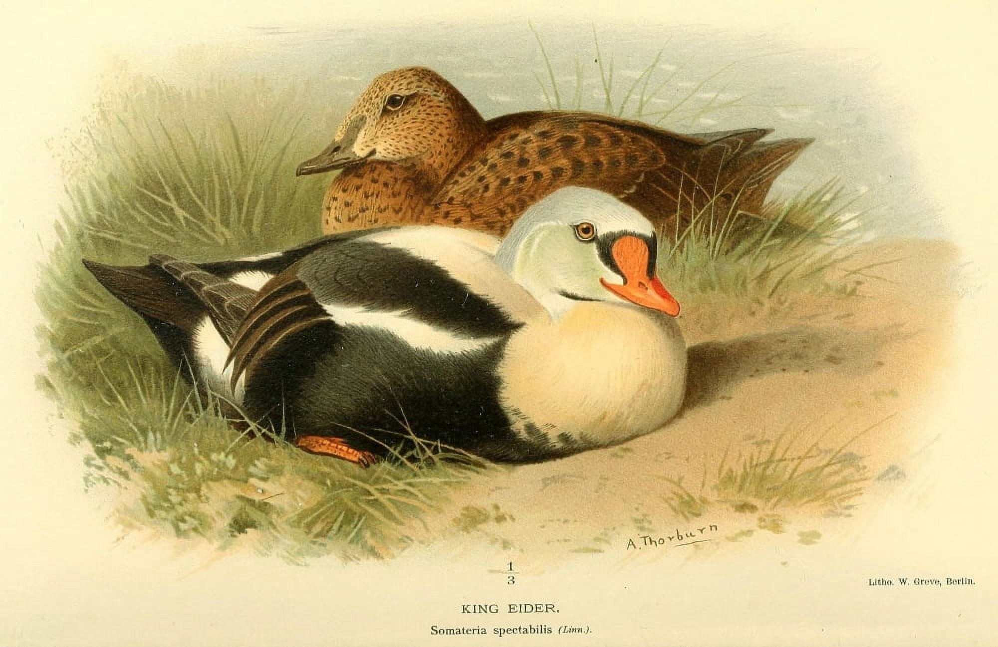 Birds of the British Islands 1885 King Eider Canvas Art - A Thorburn (24 x 36)