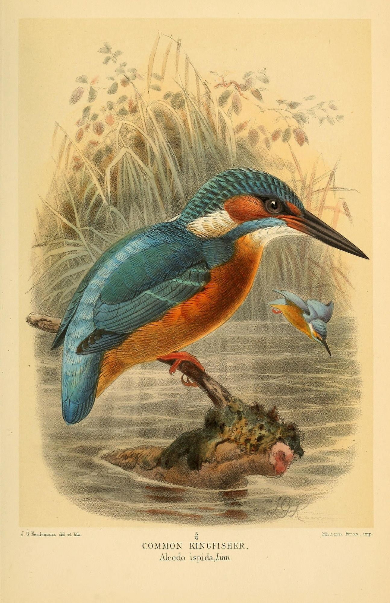 Birds of the British Islands 1885 Kingfisher Common Canvas Art - John G Keulemans (18 x 24)