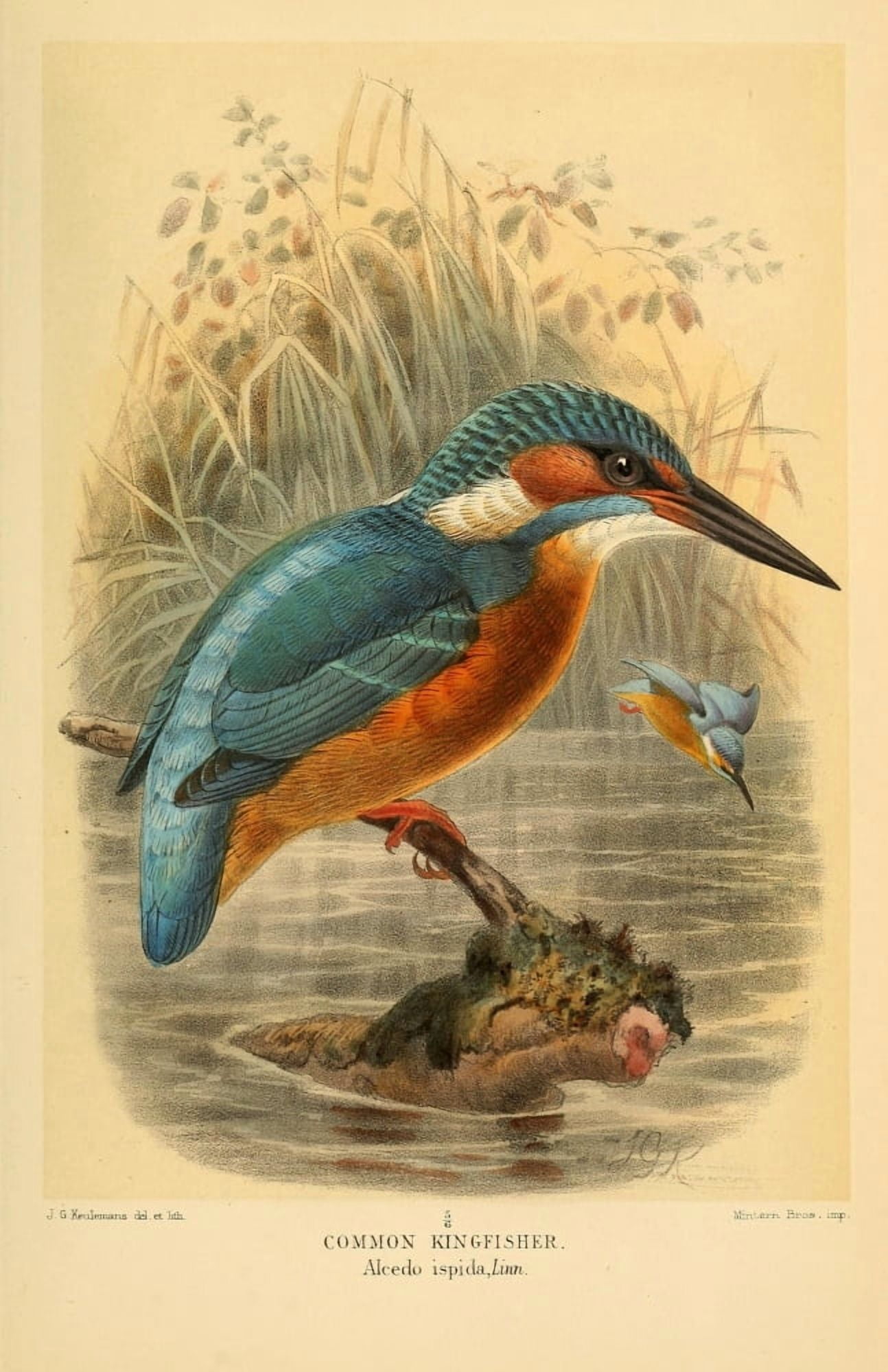 Birds of the British Islands 1885 Kingfisher Common Canvas Art - John G Keulemans (24 x 36)