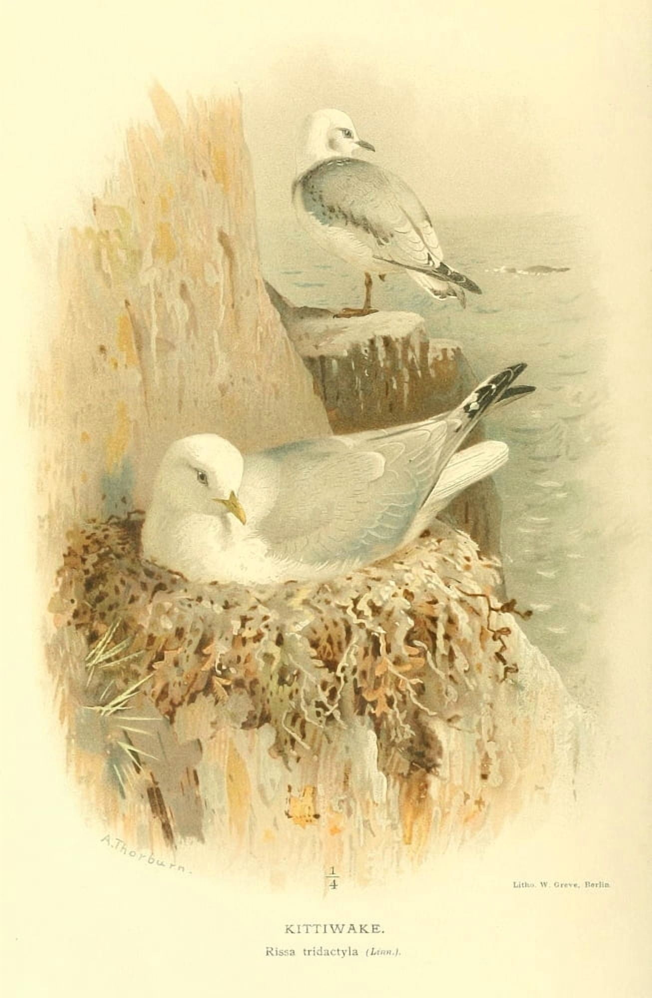 Birds of the British Islands 1885 Kittiwake Canvas Art - Archibald Thorburn (24 x 36)