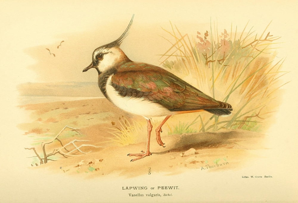 Birds of the British Islands 1885 Lapwing Canvas Art - Archibald Thorburn (18 x 24)