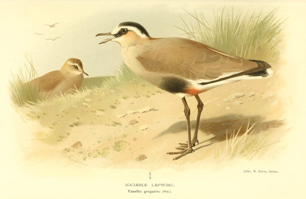 Birds of the British Islands 1885 Lapwing Sociable Canvas Art - Archibald Thorburn (18 x 24)