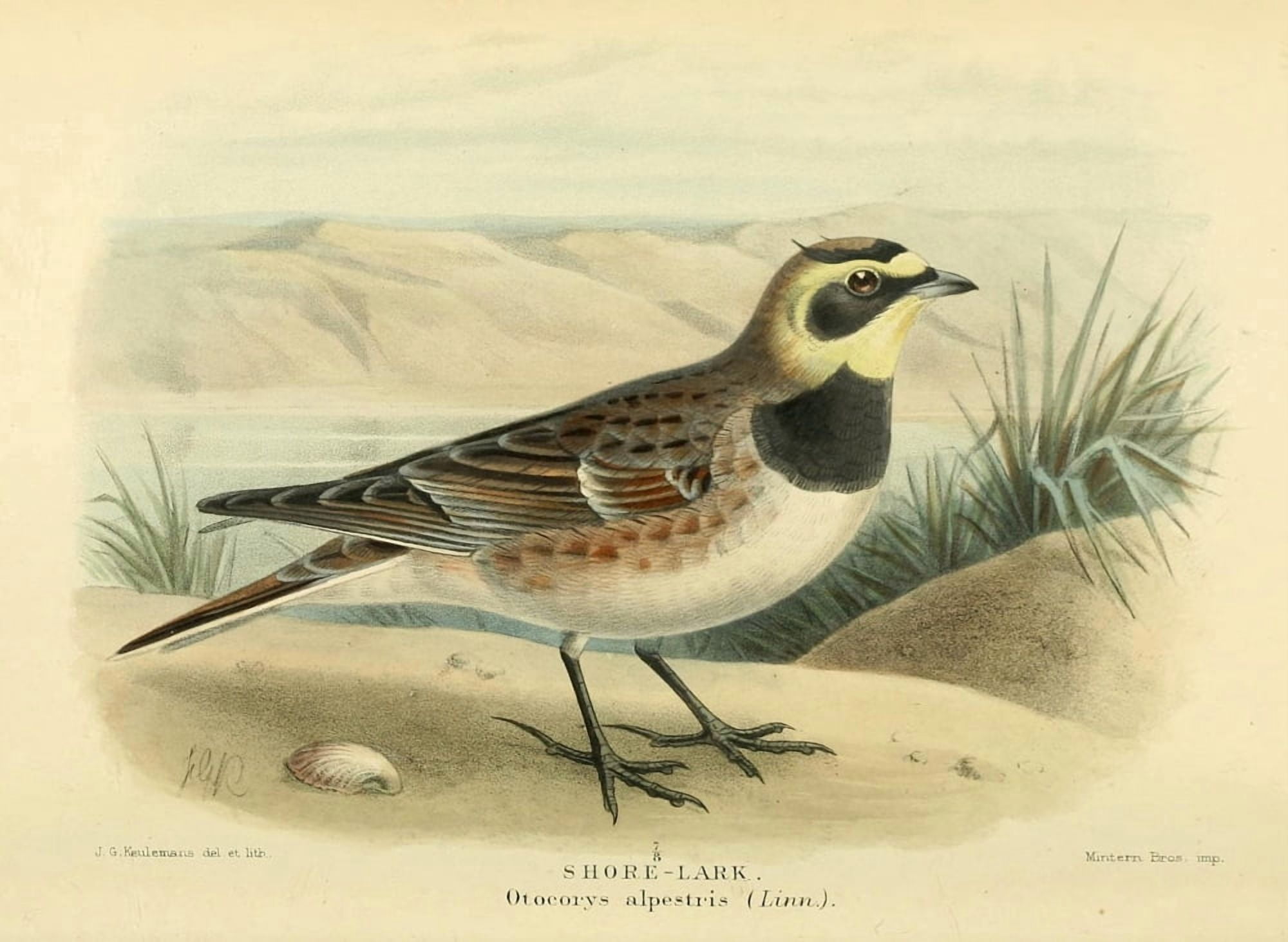 Birds of the British Islands 1885 Lark Shore Canvas Art - John G Keulemans (18 x 24)