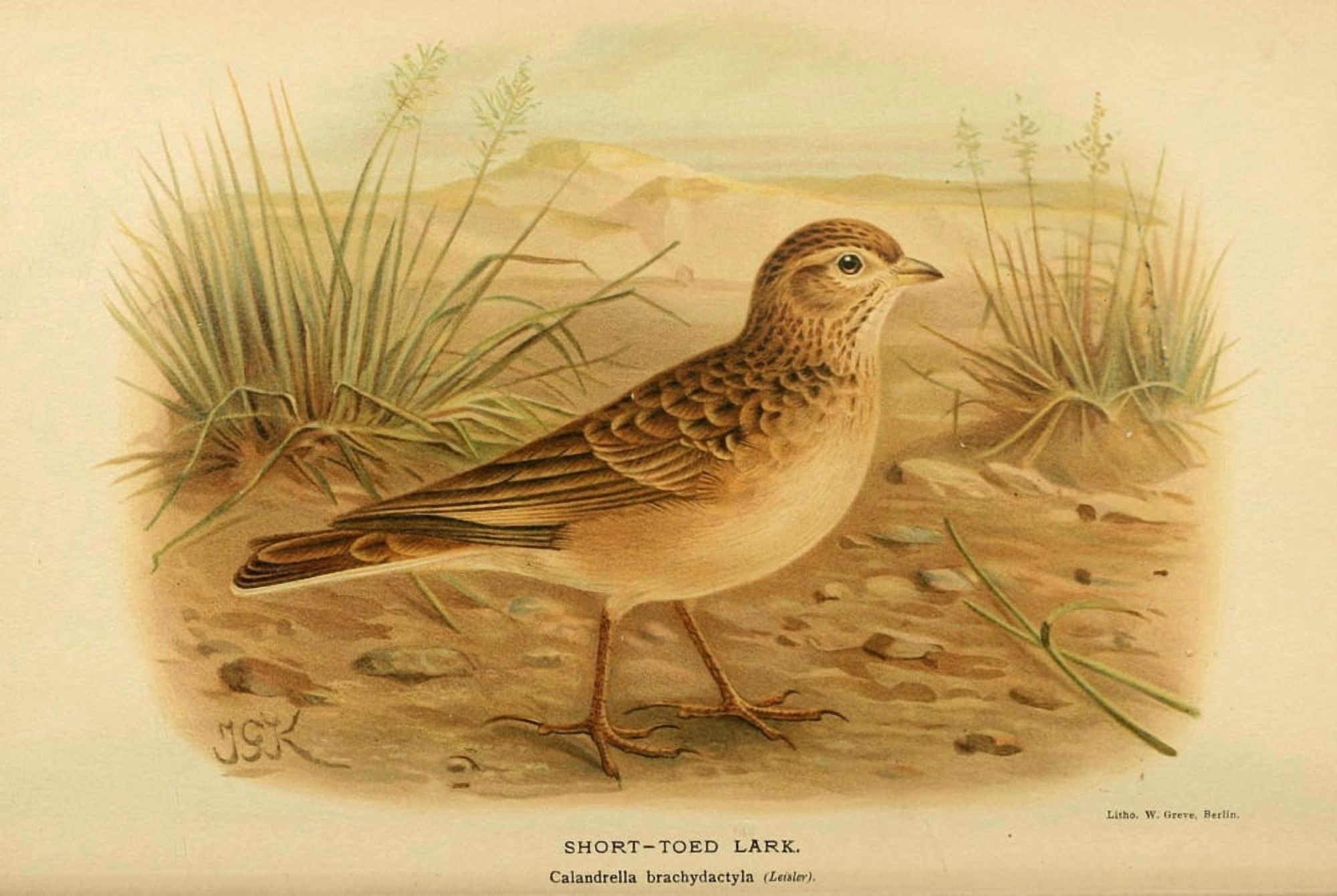 Birds of the British Islands 1885 Lark Short-toed Canvas Art - John G Keulemans (18 x 24)