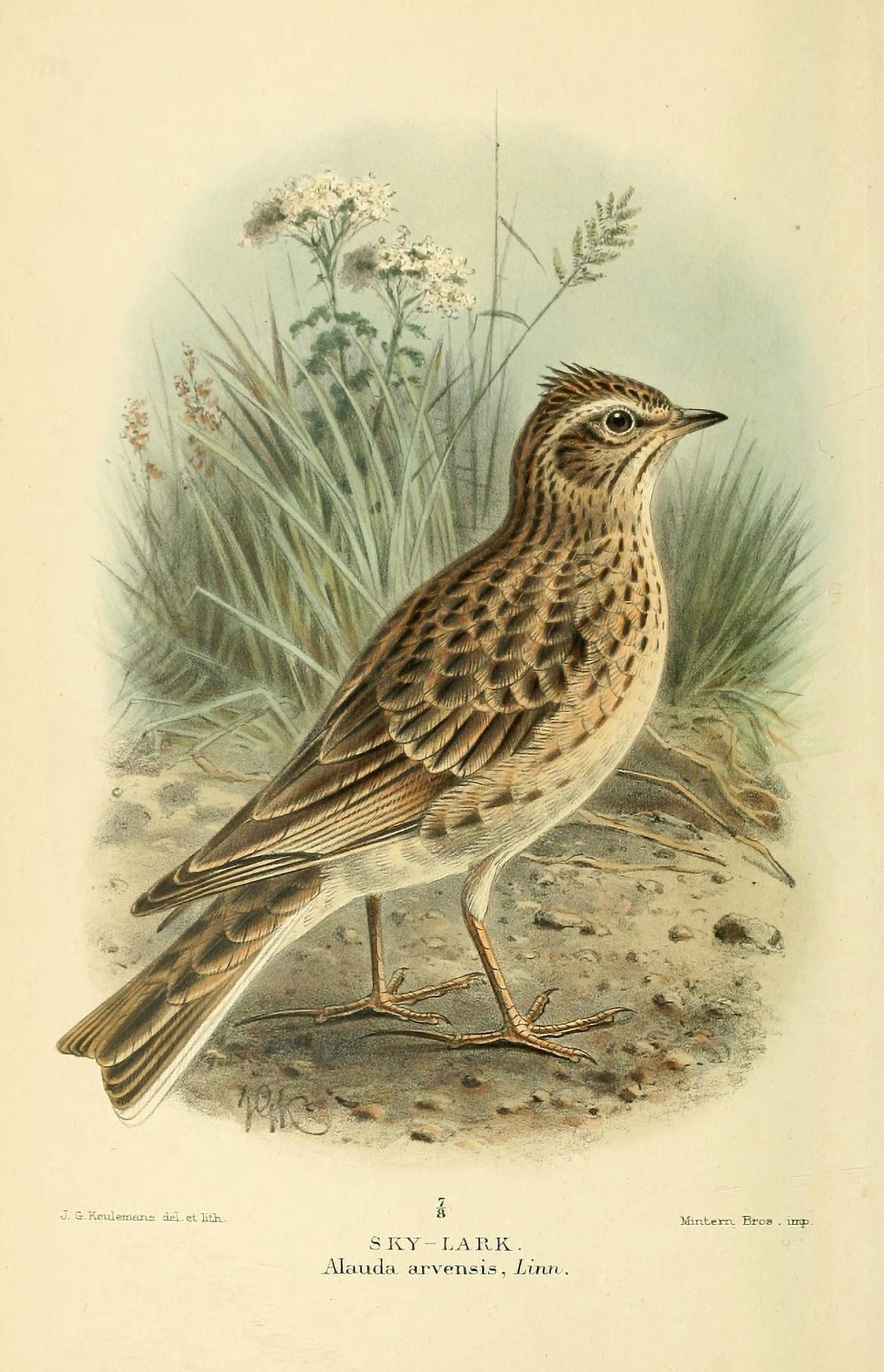 Birds of the British Islands 1885 Lark Sky Canvas Art - John G Keulemans (18 x 24)