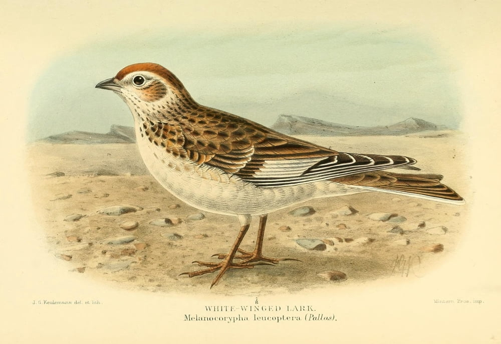Birds of the British Islands 1885 Lark White-winged Canvas Art - John G Keulemans (24 x 36)