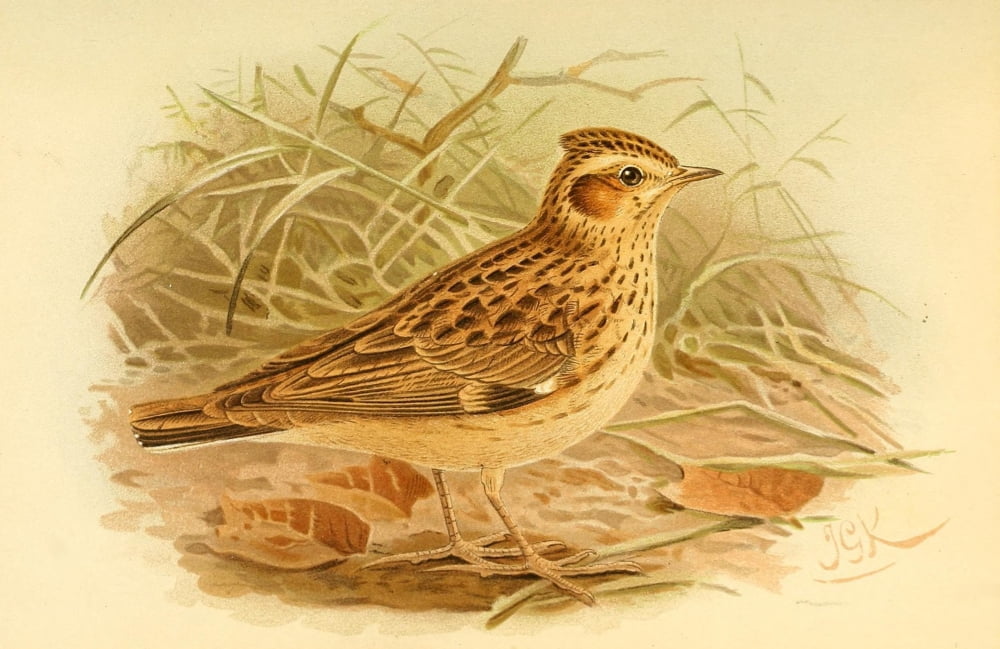 Birds of the British Islands 1885 Lark Wood Canvas Art - John G Keulemans (24 x 36)