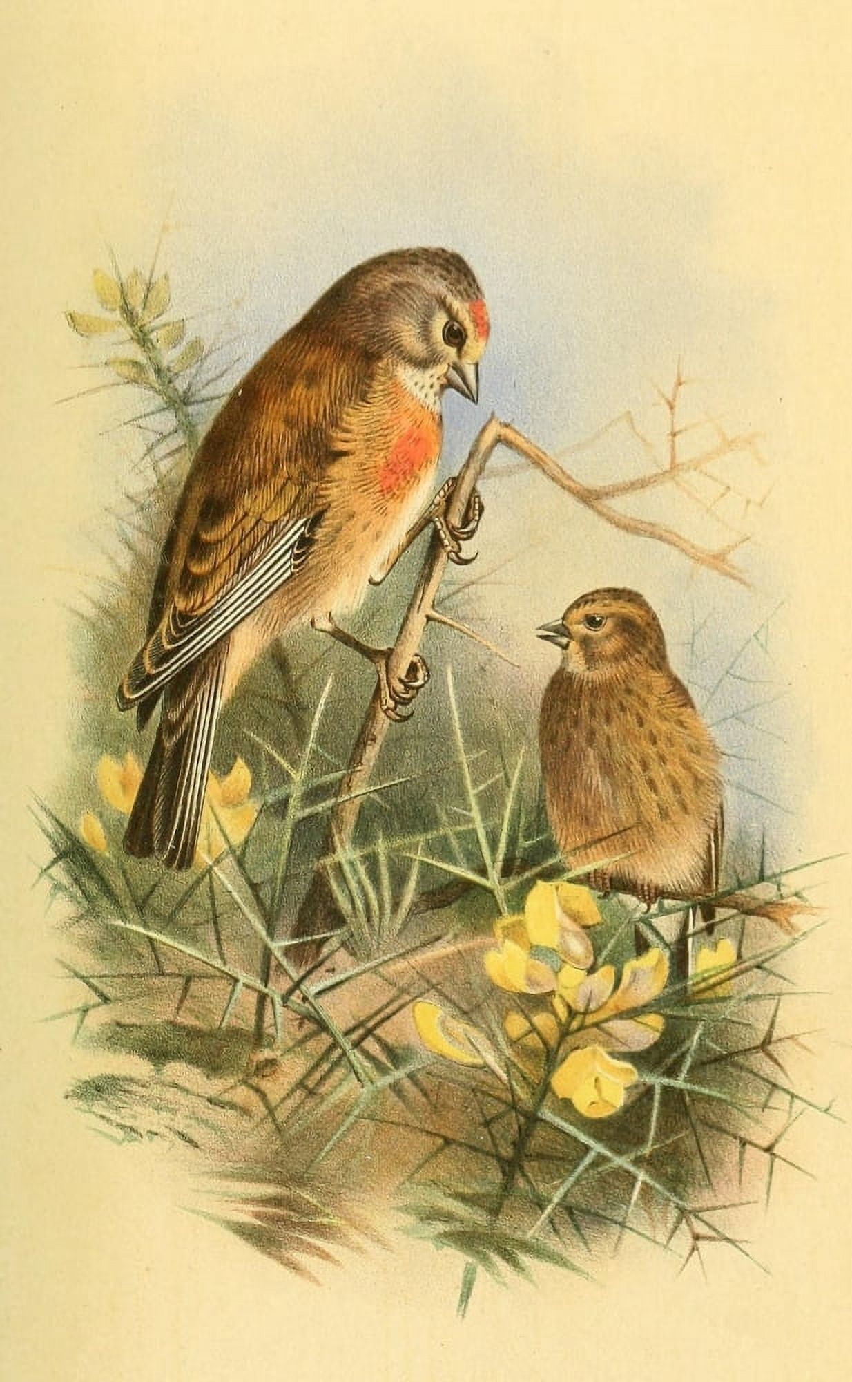 Birds of the British Islands 1885 Linnet Common Canvas Art - Archibald Thorburn (24 x 36)