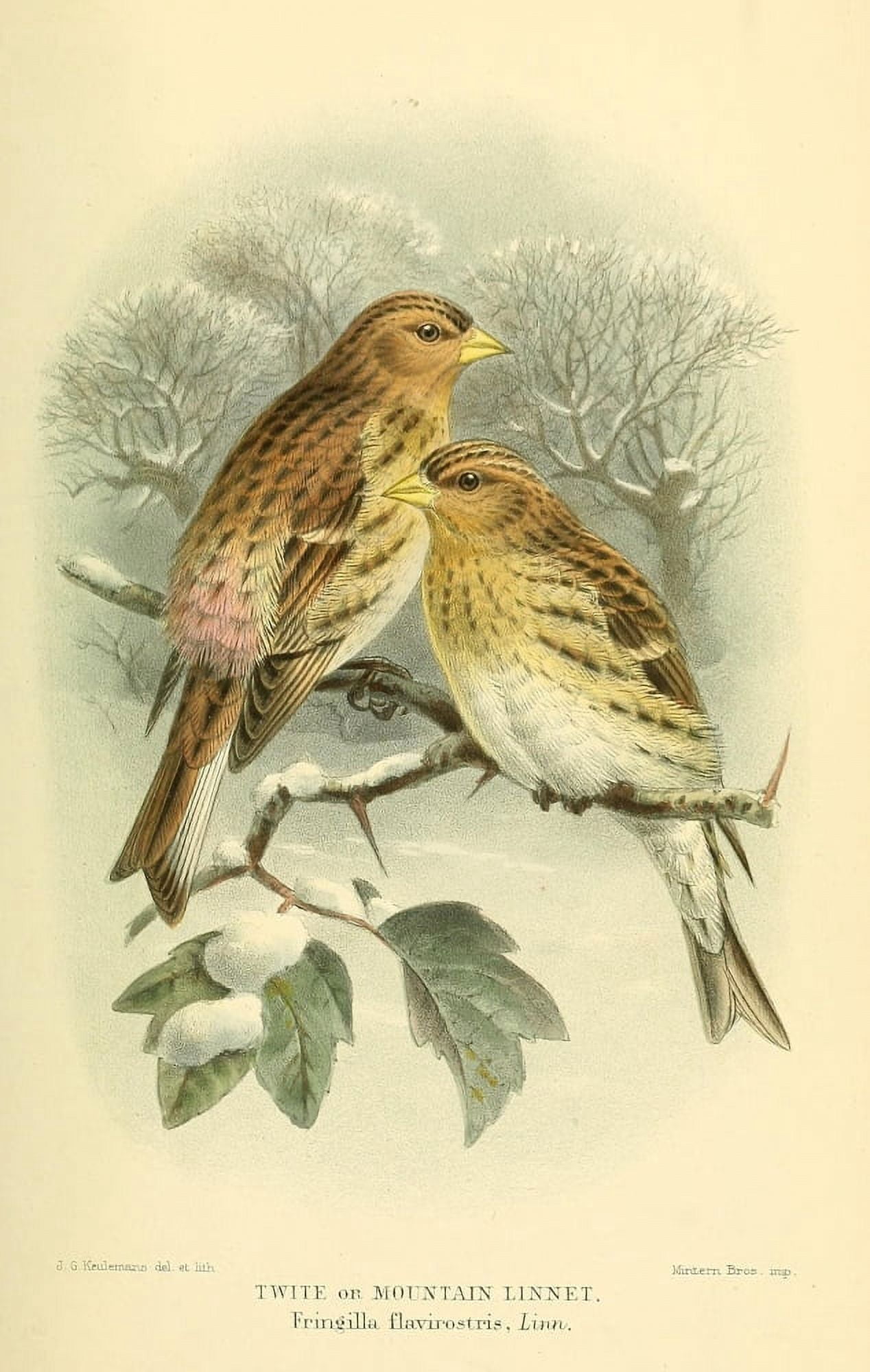 Birds of the British Islands 1885 Linnet Mountain Canvas Art - John G Keulemans (24 x 36)