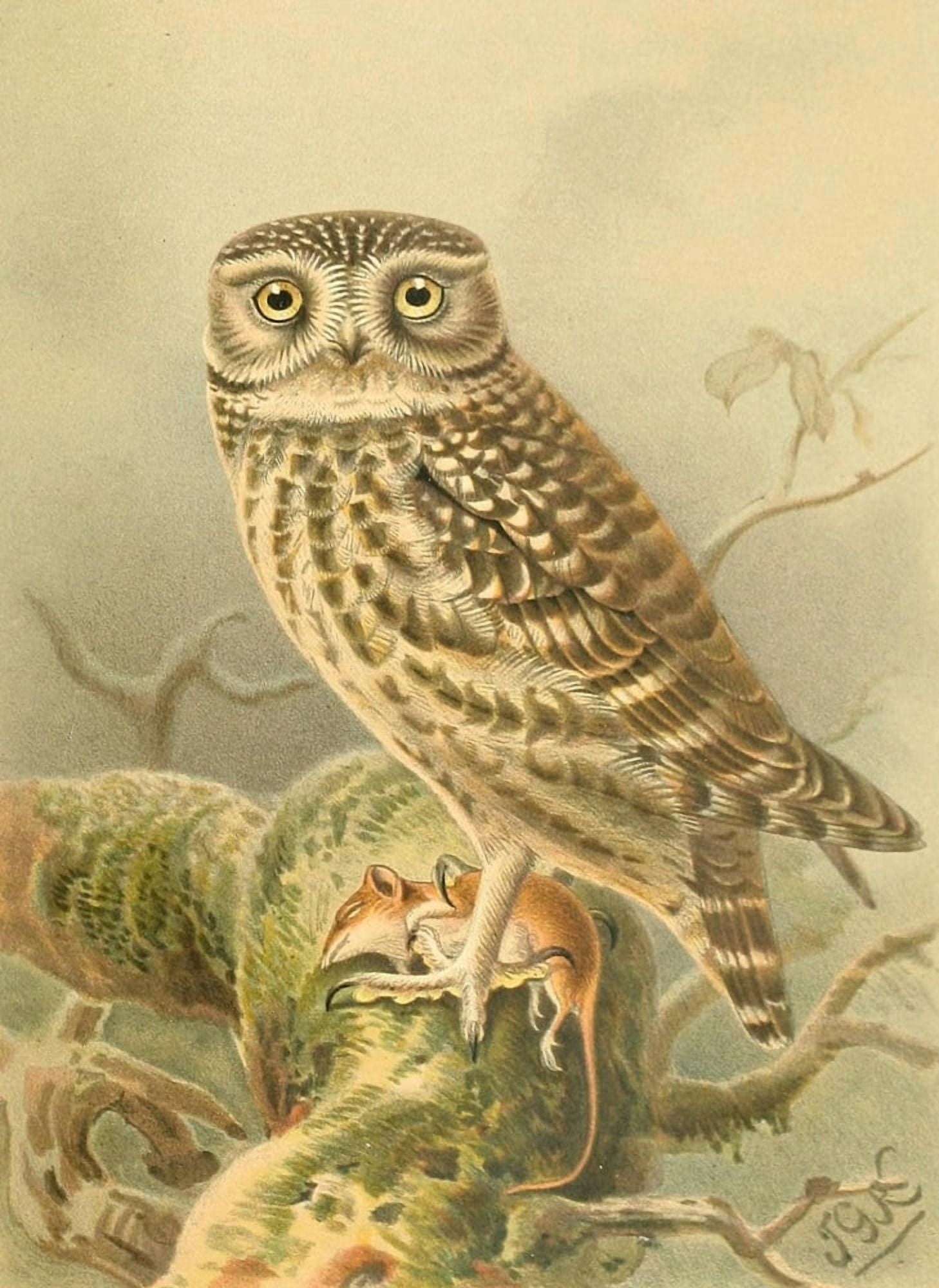 Birds of the British Islands 1885 Little Owl Canvas Art - John G Keulemans (18 x 24)