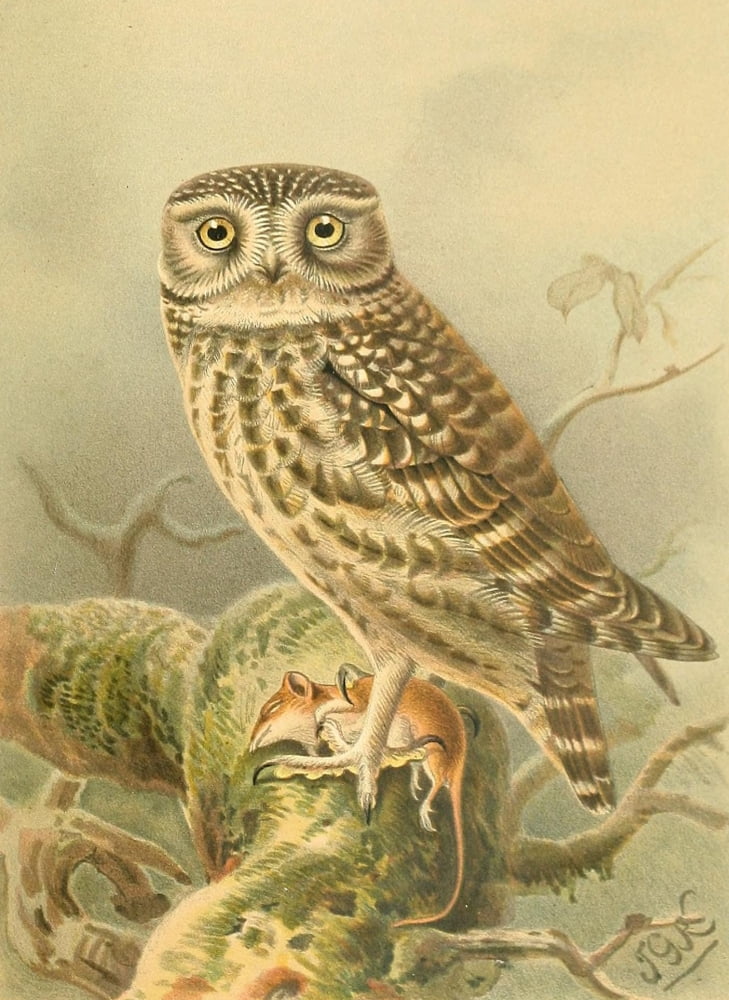 Birds of the British Islands 1885 Little Owl Canvas Art - John G Keulemans (24 x 36)