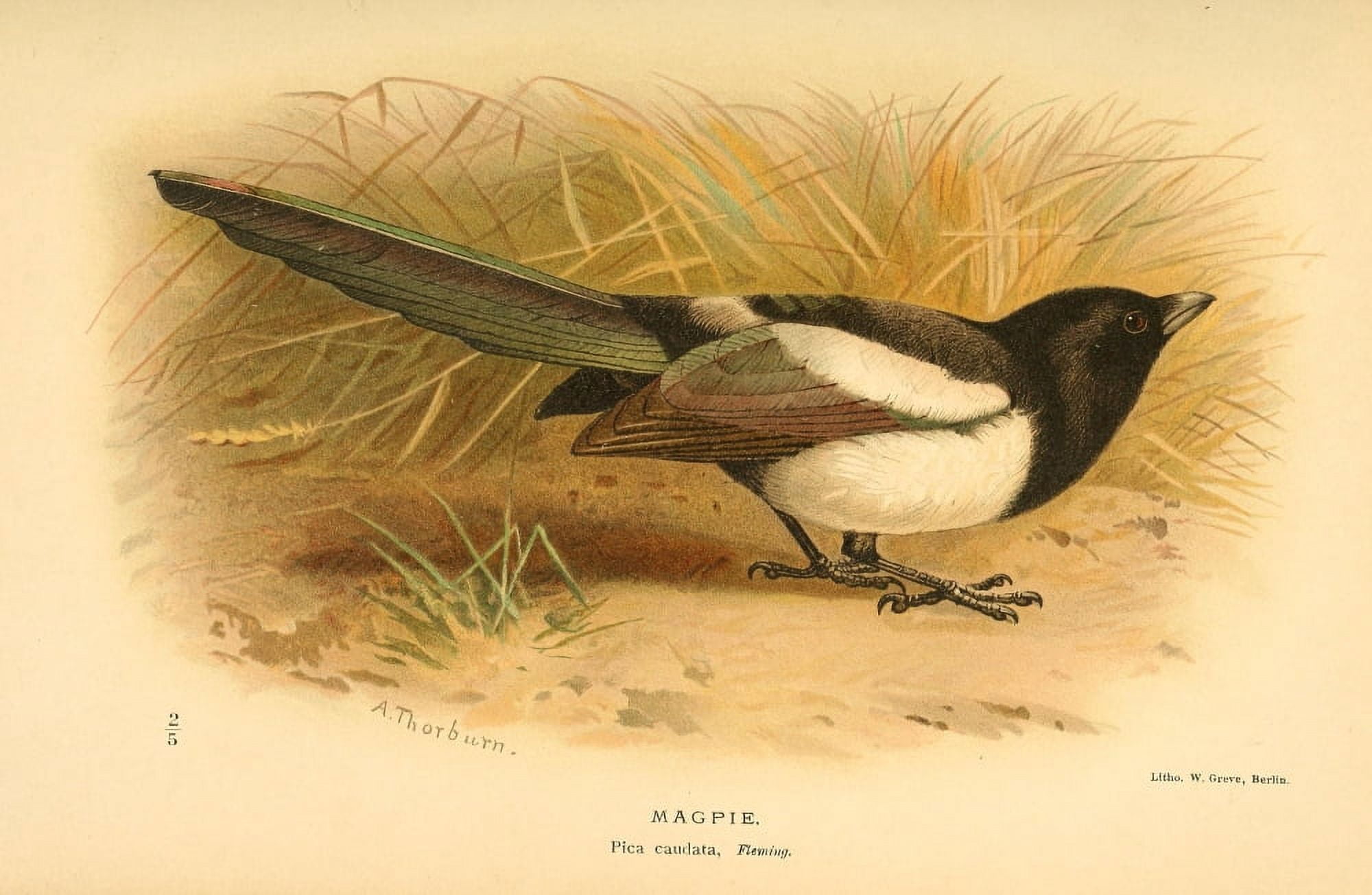 Birds of the British Islands 1885 Magpie Canvas Art - Archibald Thorburn (24 x 36)