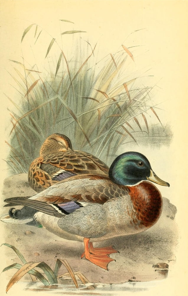 Birds of the British Islands 1885 Mallard Canvas Art - Archibald Thorburn (24 x 36)
