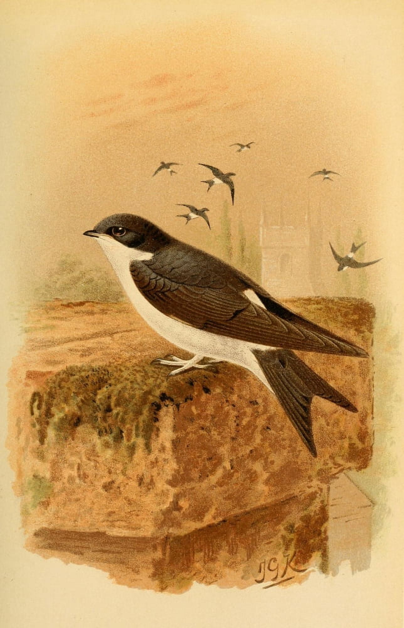 Birds of the British Islands 1885 Martin Canvas Art - John G Keulemans (18 x 24)