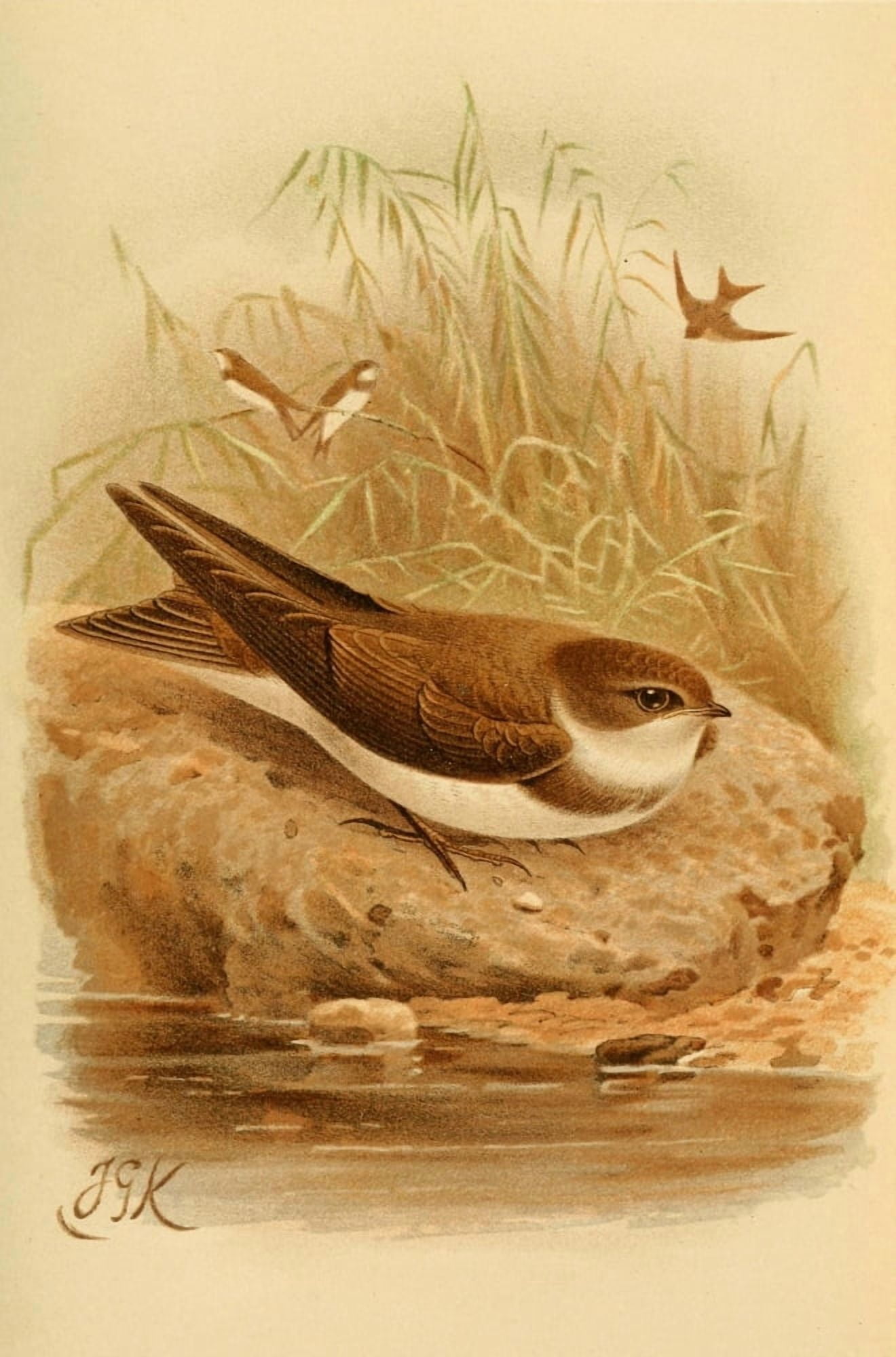 Birds of the British Islands 1885 Martin Sand Canvas Art - John G Keulemans (24 x 36)