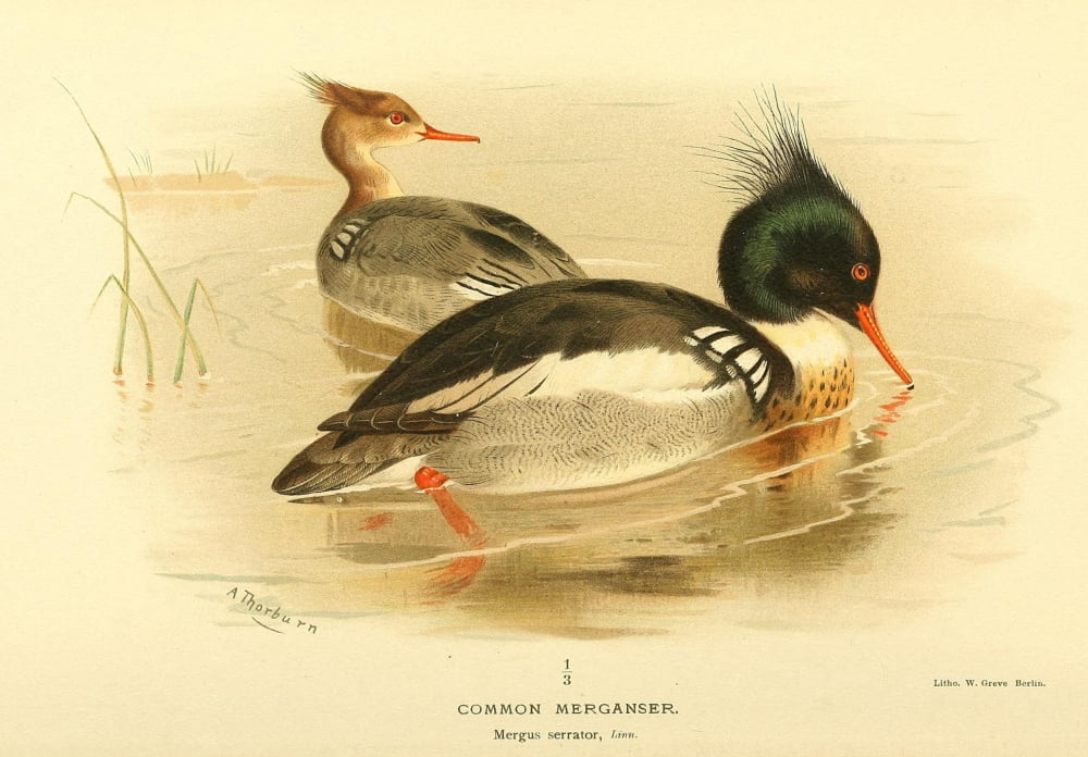 Birds of the British Islands 1885 Merganser Common Canvas Art - Archibald Thorburn (18 x 24)