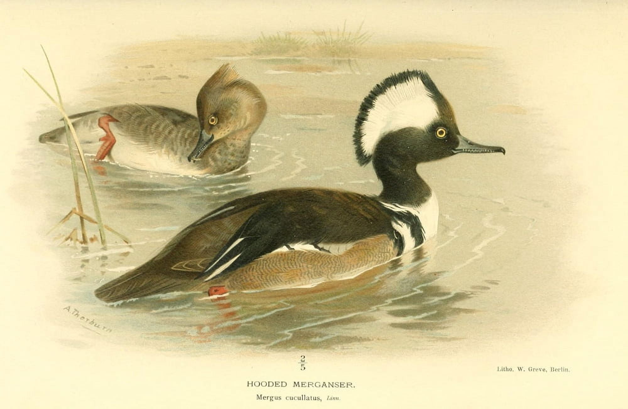 Birds of the British Islands 1885 Merganser Hooded Canvas Art - Archibald Thorburn (18 x 24)