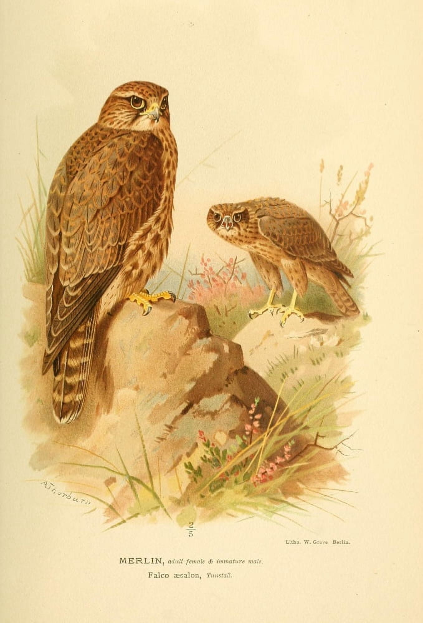 Birds of the British Islands 1885 Merlin (Adult female) Canvas Art - Archibald Thorburn (18 x 24)