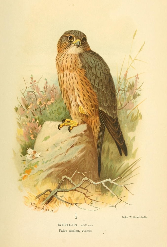 Birds of the British Islands 1885 Merlin Canvas Art - Archibald Thorburn (24 x 36)