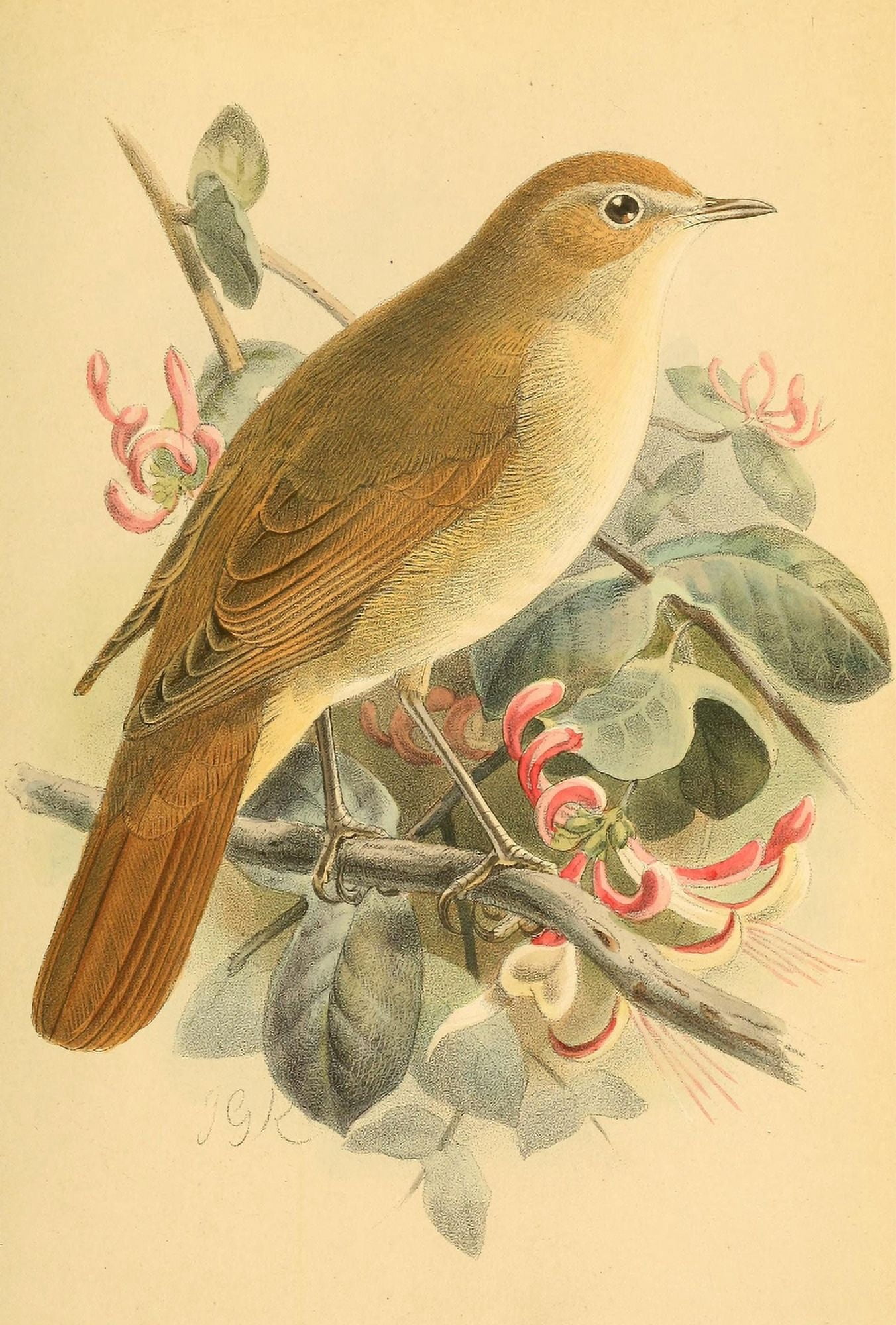 Birds of the British Islands 1885 Nightingale Canvas Art - John G Keulemans (24 x 36)