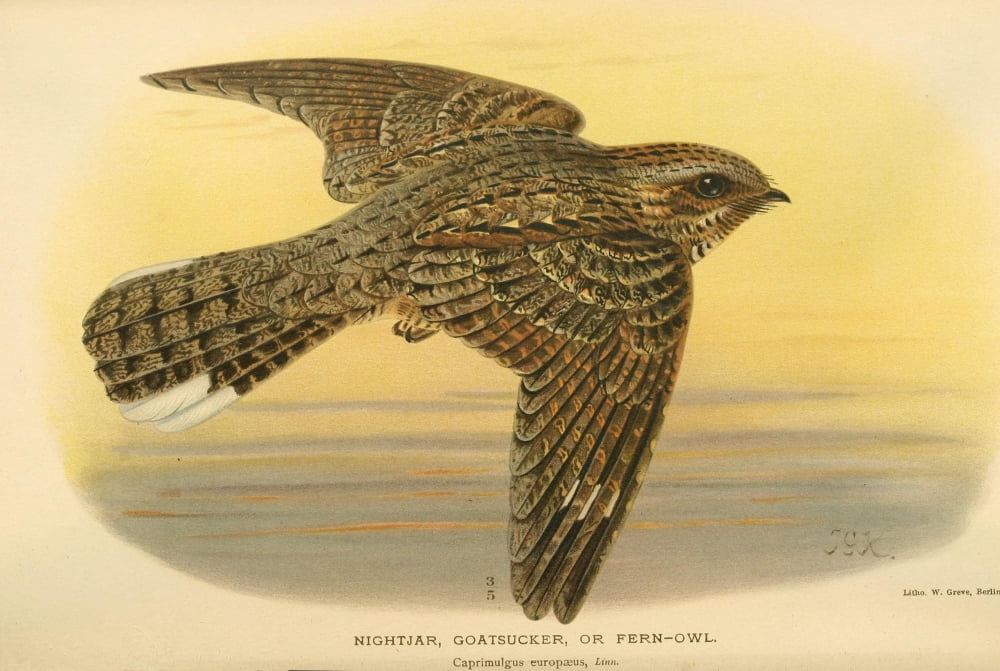Birds of the British Islands 1885 Nightjar Canvas Art - John G Keulemans (24 x 36)