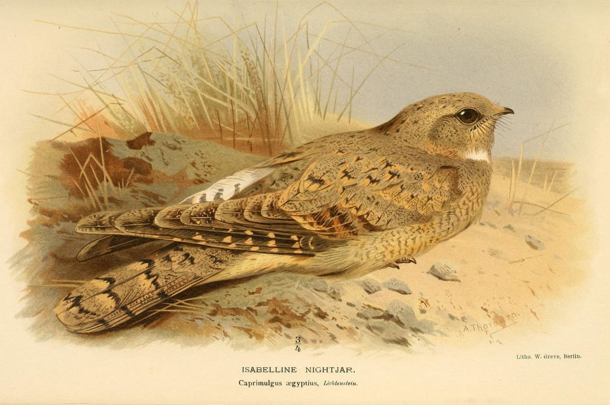 Birds of the British Islands 1885 Nightjar Isabelline Canvas Art - Archibald Thorburn (24 x 36)