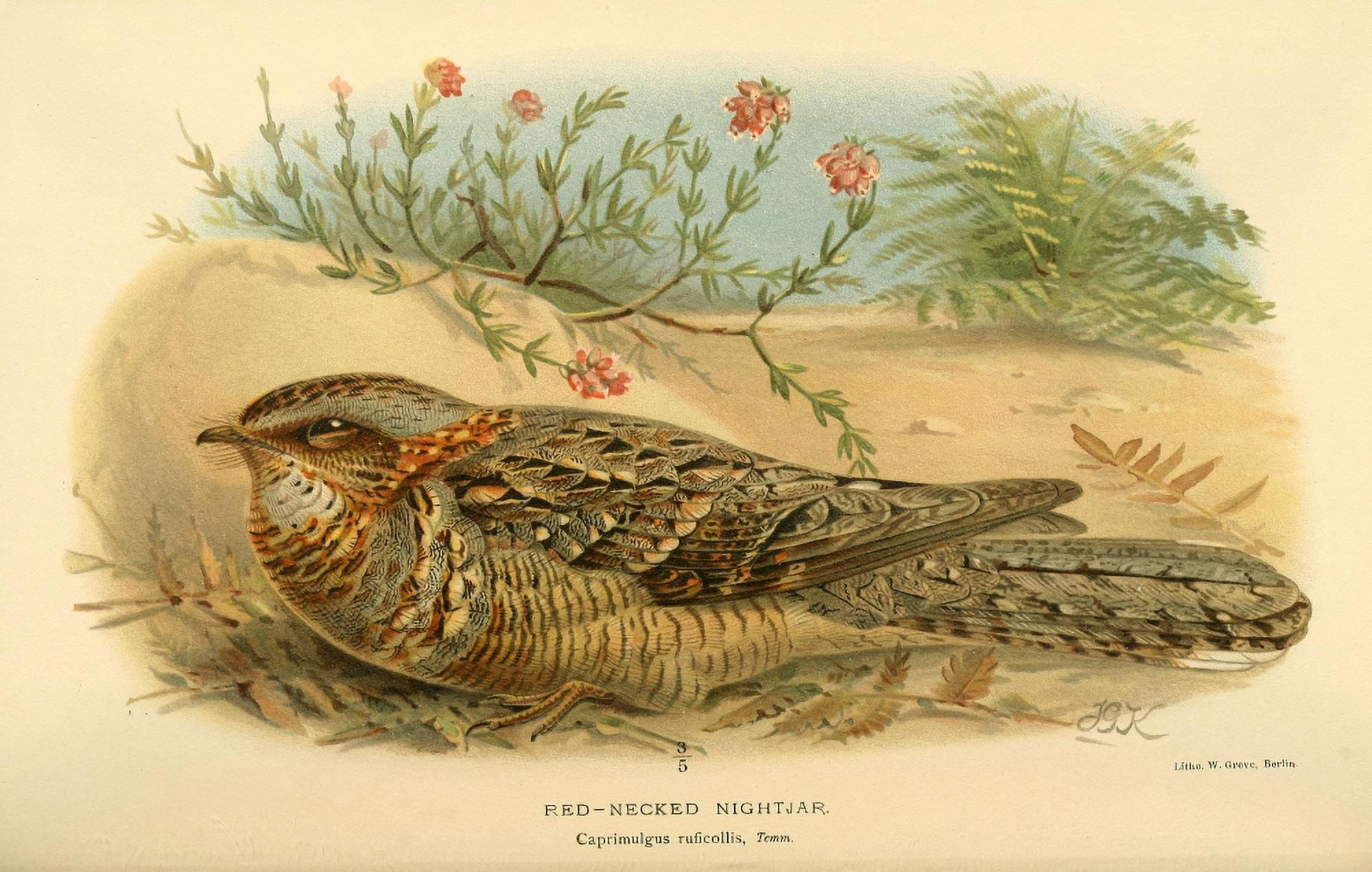 Birds of the British Islands 1885 Nightjar Red-necked Canvas Art - John G Keulemans (24 x 36)