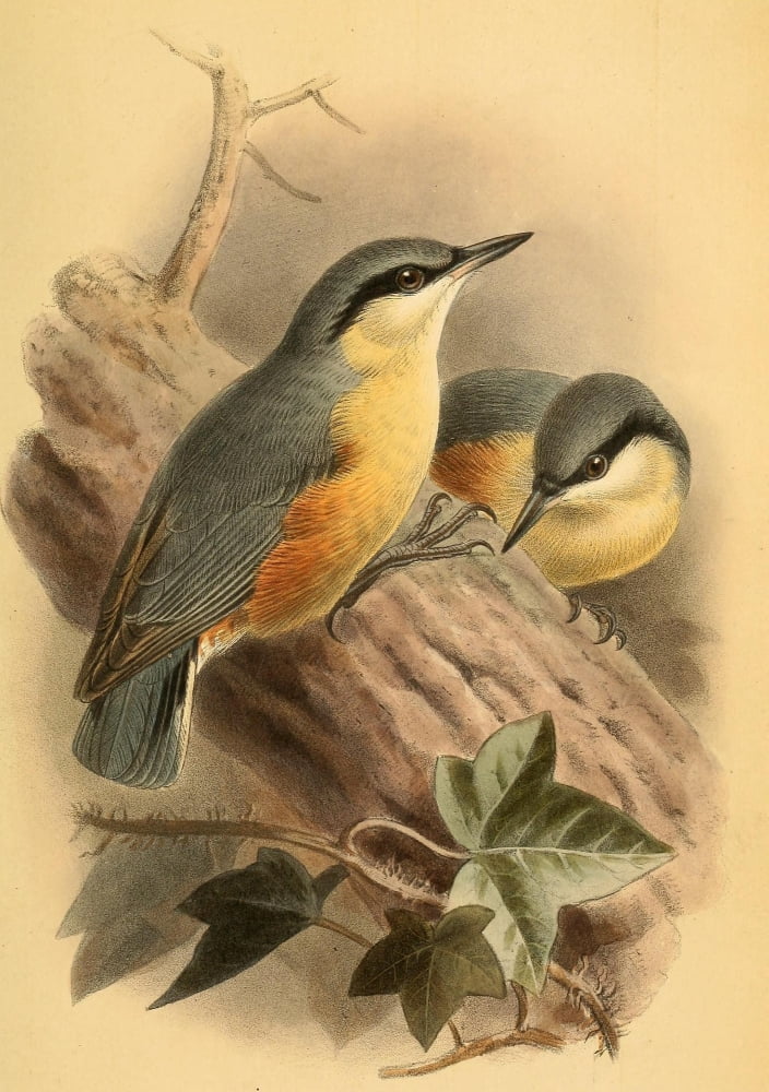 Birds of the British Islands 1885 Nuthatch Canvas Art - John G Keulemans (24 x 36)