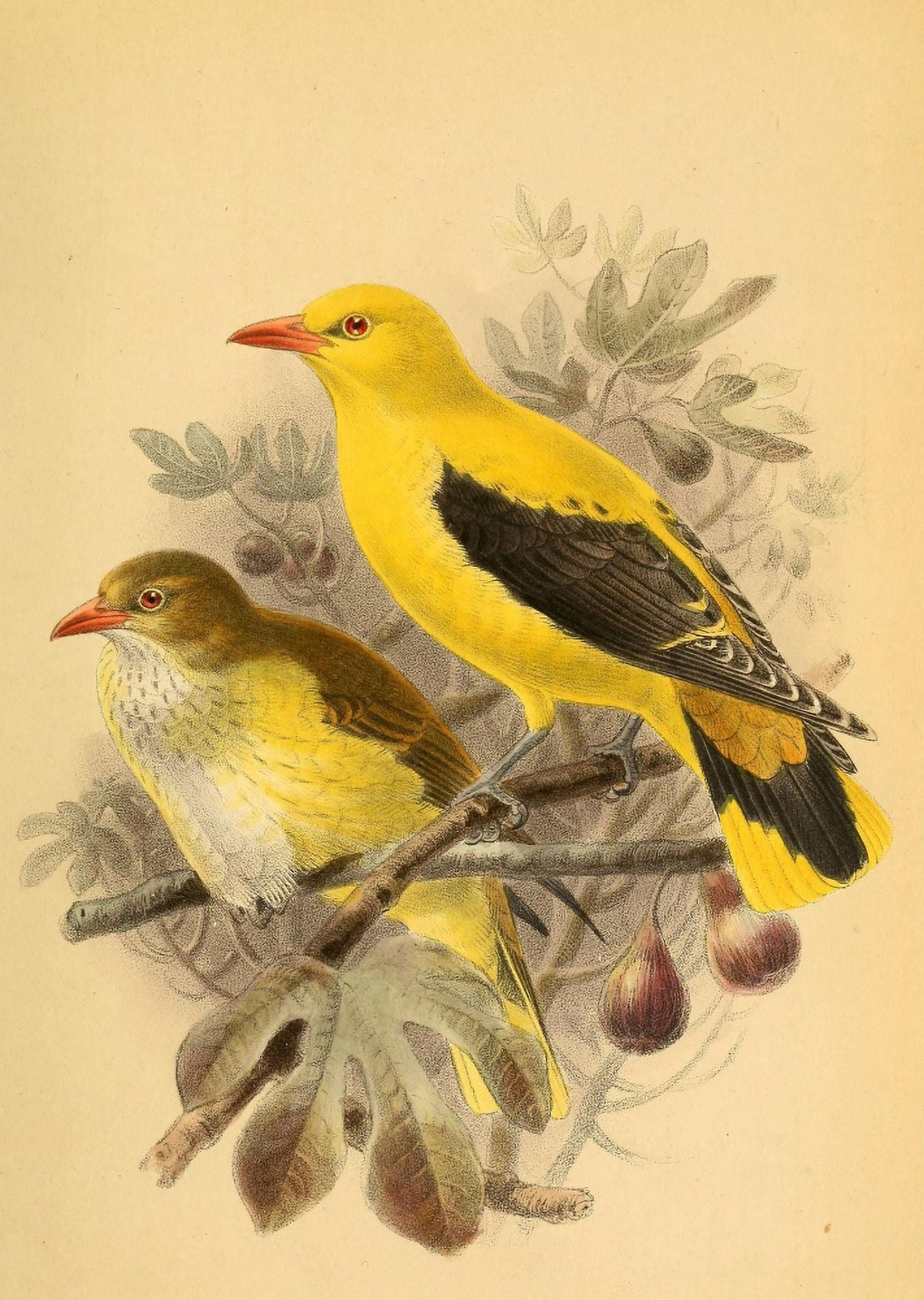 Birds of the British Islands 1885 Oriole Golden Canvas Art - John G Keulemans (18 x 24)