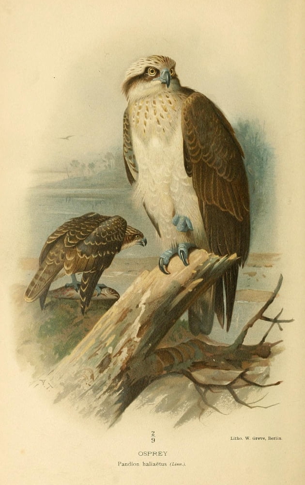 Birds of the British Islands 1885 Osprey Canvas Art - Archibald Thorburn (24 x 36)