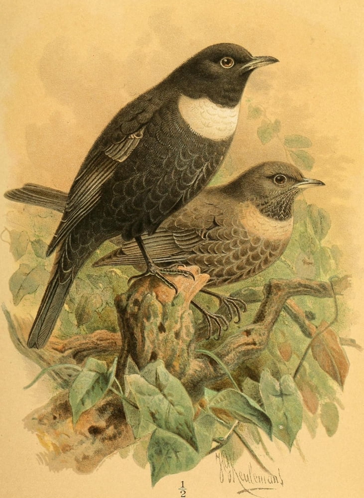 Birds of the British Islands 1885 Ouzel Ring Canvas Art - John G Keulemans (18 x 24)