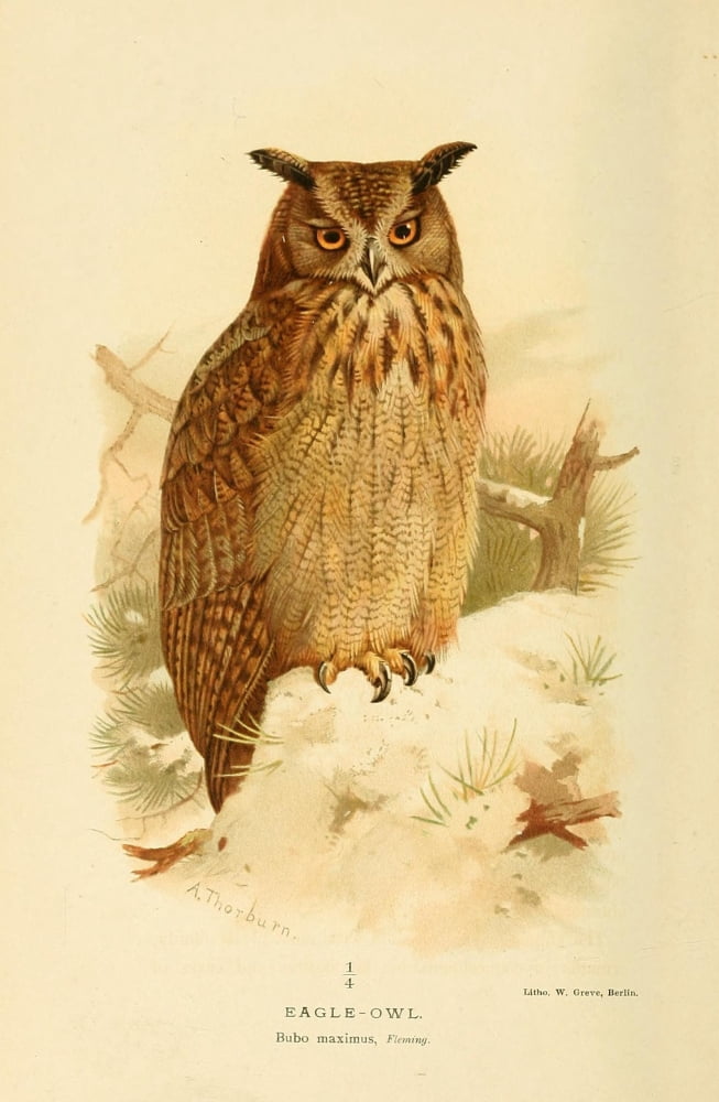 Birds of the British Islands 1885 Owl Eagle Canvas Art - Archibald Thorburn (18 x 24)