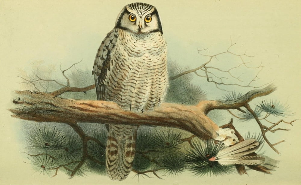 Birds of the British Islands 1885 Owl Hawk Canvas Art - Archibald Thorburn (18 x 24)