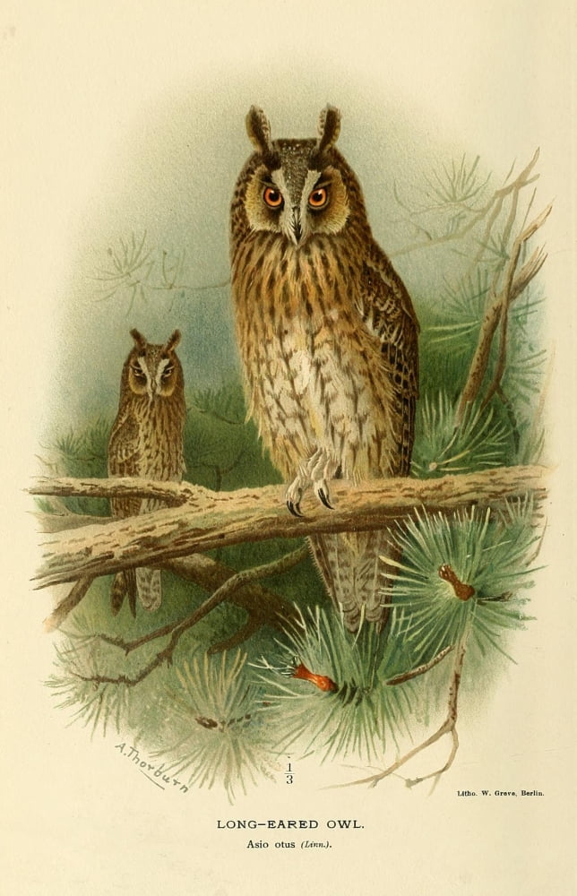 Birds of the British Islands 1885 Owl Long-eared Canvas Art - Archibald Thorburn (18 x 24)
