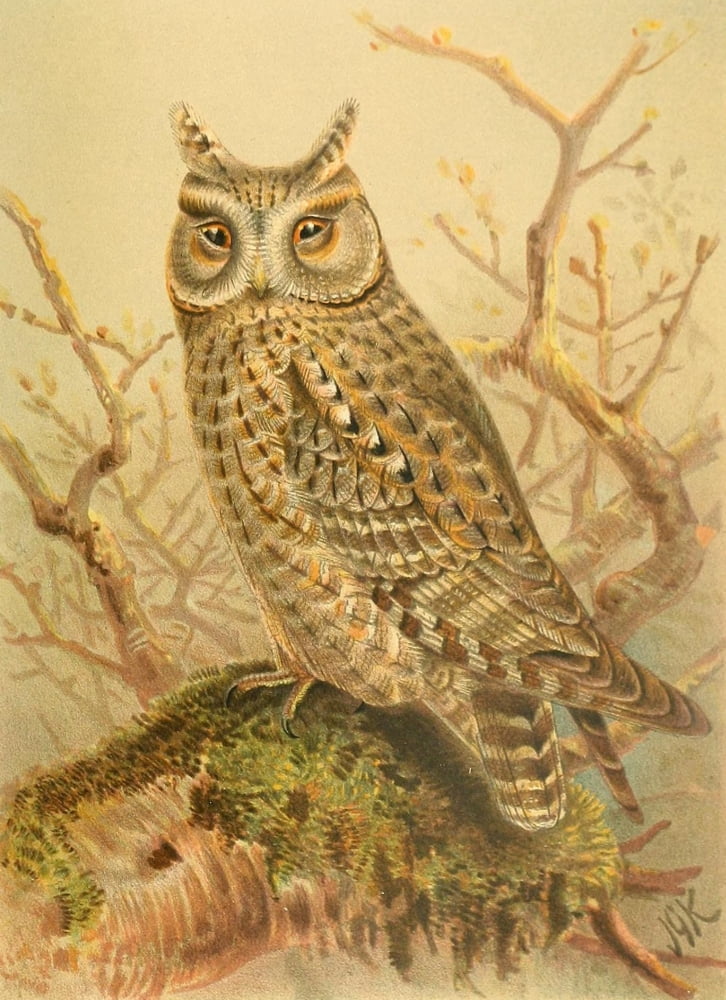 Birds of the British Islands 1885 Owl Scops Canvas Art - John G Keulemans (18 x 24)