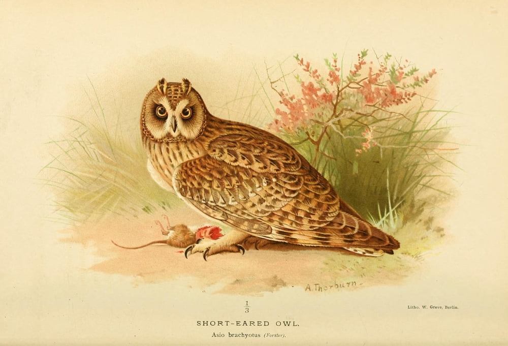 Birds of the British Islands 1885 Owl Short-eared Canvas Art - Archibald Thorburn (24 x 36)