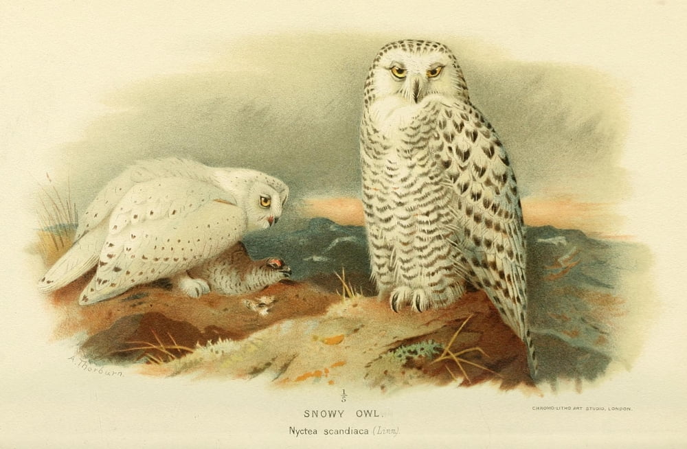 Birds of the British Islands 1885 Owl Snowy Canvas Art - Archibald Thorburn (18 x 24)
