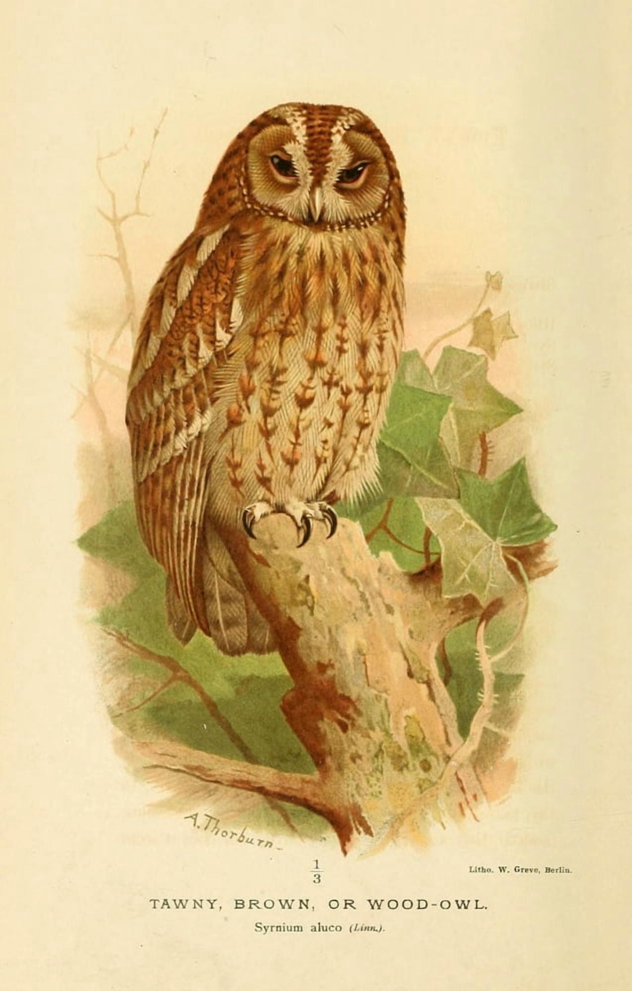 Birds of the British Islands 1885 Owl Tawny 1 Canvas Art - Archibald Thorburn (18 x 24)