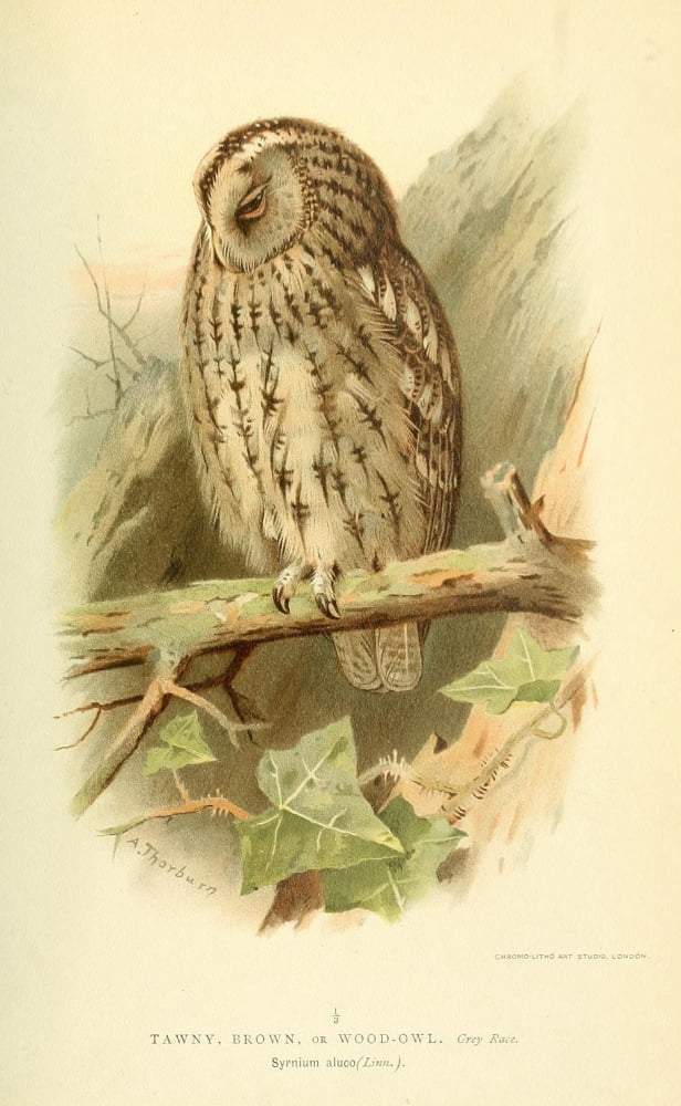Birds of the British Islands 1885 Owl Tawny 2 Canvas Art - Archibald Thorburn (24 x 36)