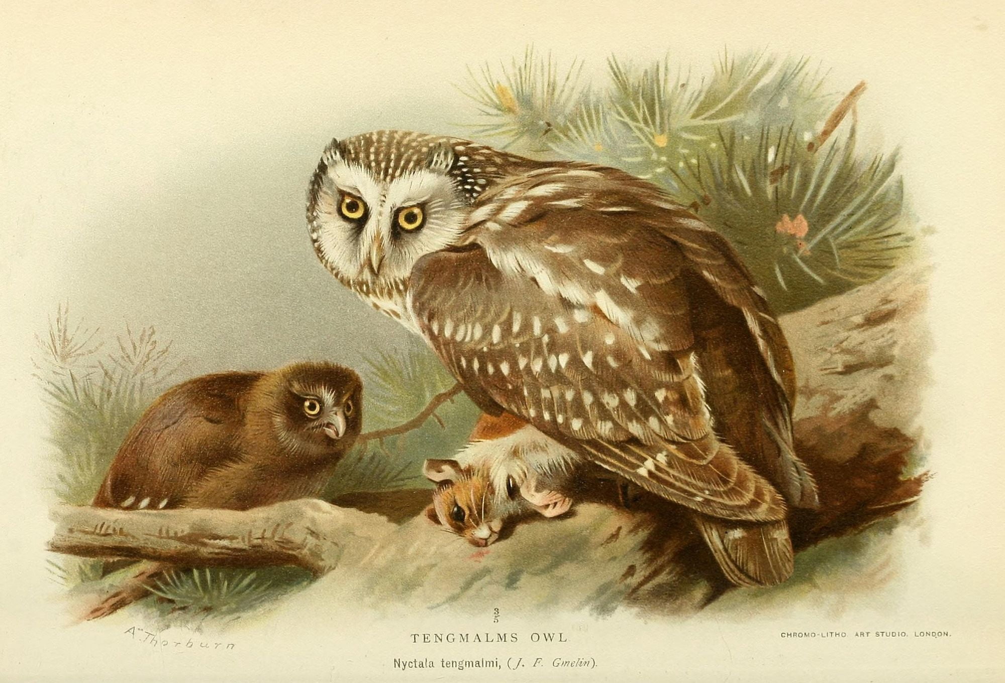 Birds of the British Islands 1885 Owl Tengmalms Canvas Art - Archibald Thorburn (18 x 24)