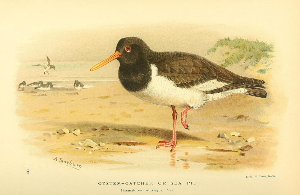 Birds of the British Islands 1885 Oyster-catcher Canvas Art - Archibald Thorburn (18 x 24)