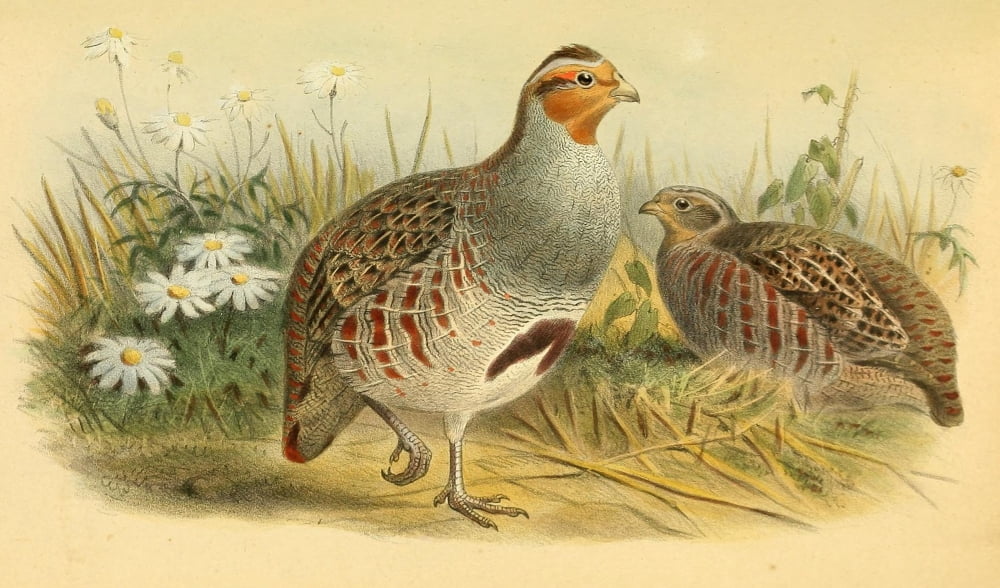 Birds of the British Islands 1885 Partridge Common Canvas Art - Joseph Smit (18 x 24)