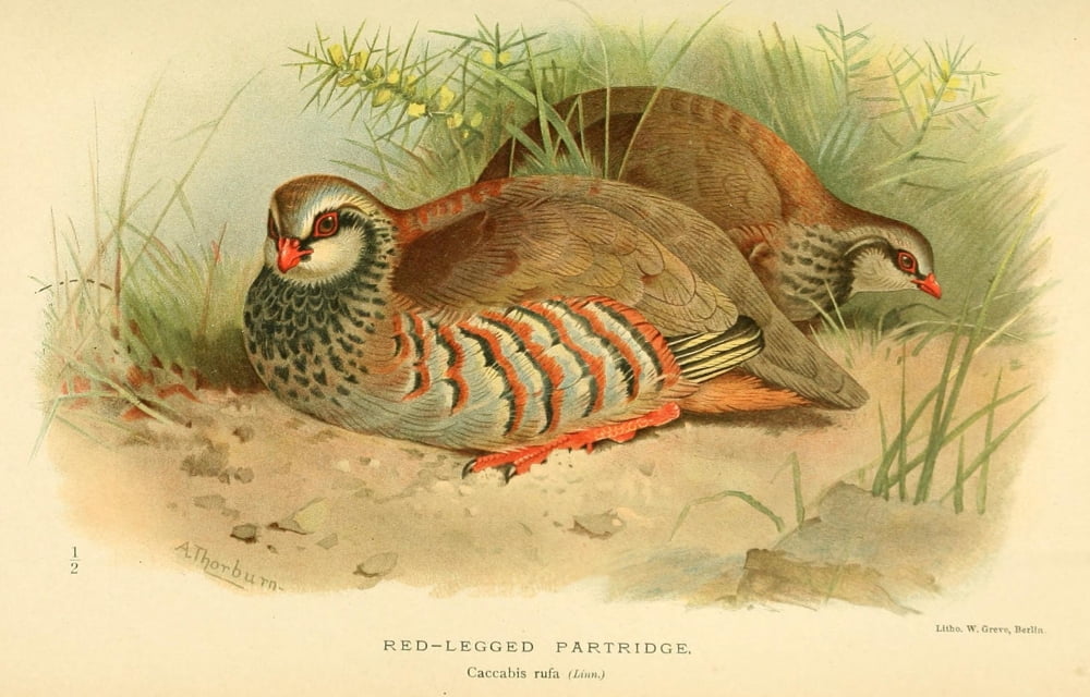 Birds of the British Islands 1885 Partridge Red-legged Canvas Art - Archibald Thorburn (24 x 36)