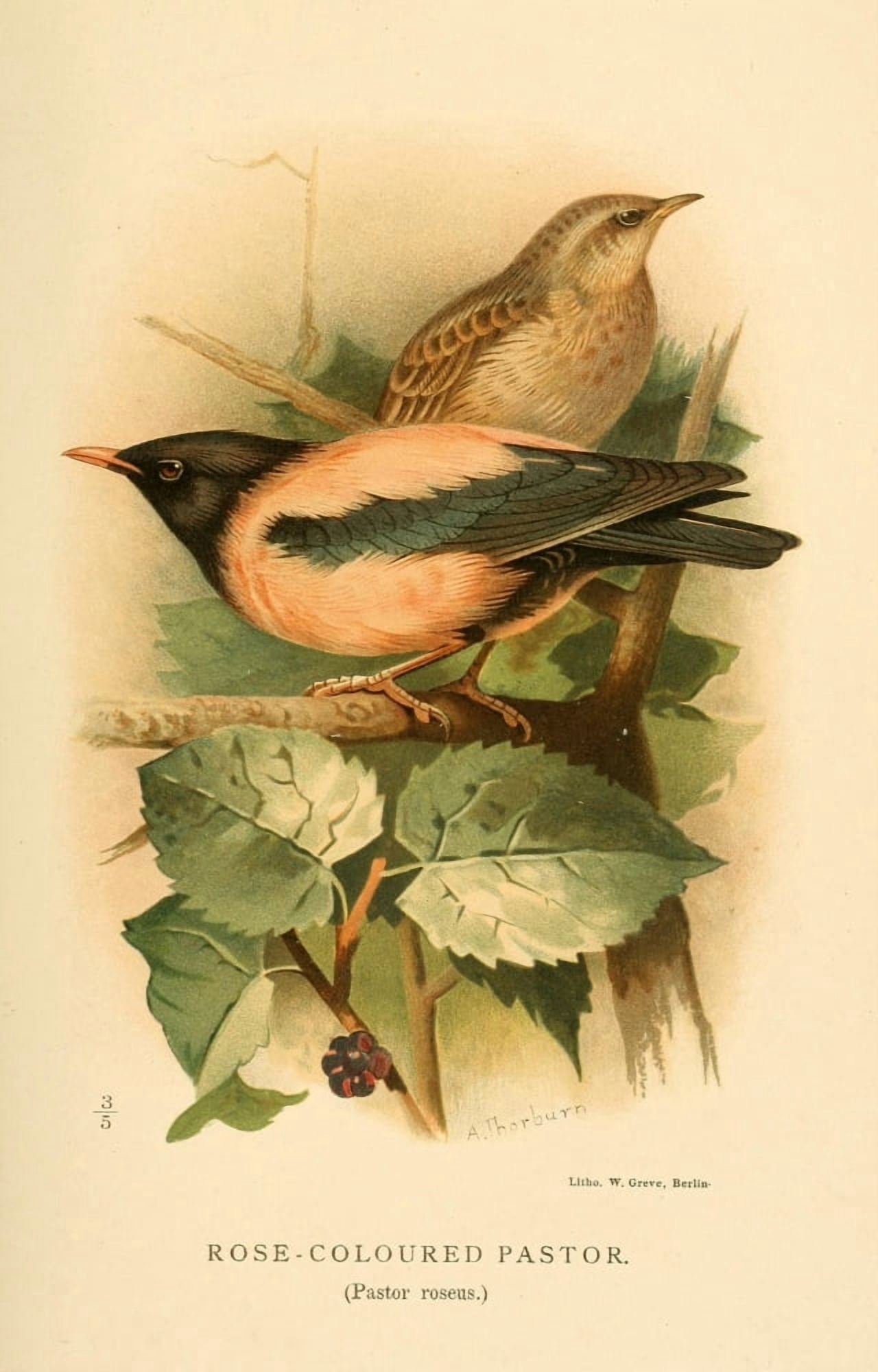 Birds of the British Islands 1885 Pastor Rose-coloured Canvas Art - Archibald Thorburn (24 x 36)